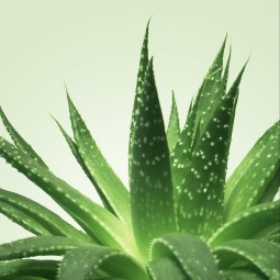 imports Gel massage Nuru Aloe Vera Mixgliss - 150 ml Ingrédients : Aqua, Glycerin, Polyethylene oxide, Trehalose, Gluconolactone
